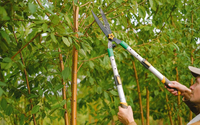 Tree trimming in Luana, IA