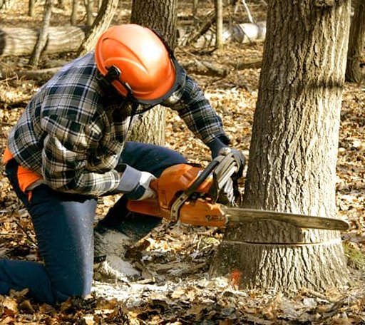 Tree Removal in Luana, IA